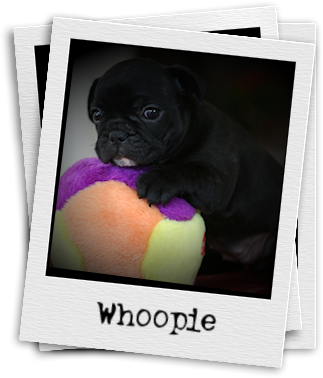 Whoopie